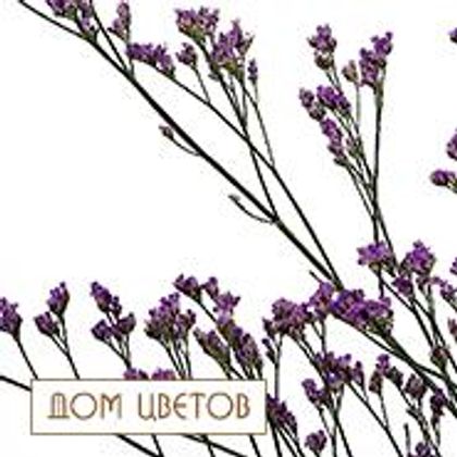Лимониум art 183