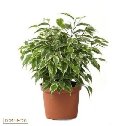 Фикус Бенджамин микс  art 556