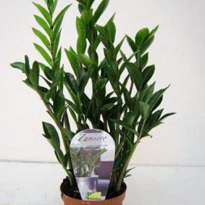 Растение в горшке «Замиокулькас» art 513