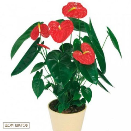 Растение в горшке «Антуриум» art 490