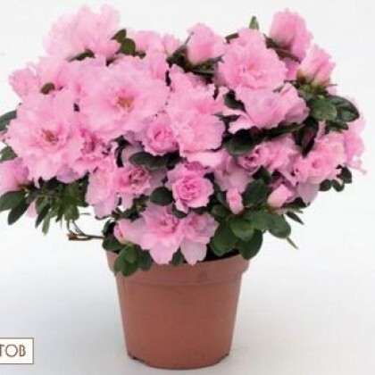 Растение в горшке "Азалия  на штамбе"