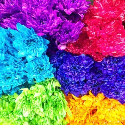 Хризантема Кустовая  Микс  art 682