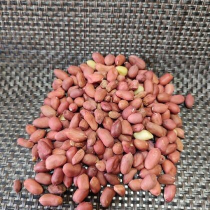 Арахис узбекский