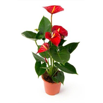 Антуриум микс 50/14