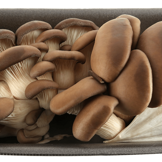 Грибы вешенки