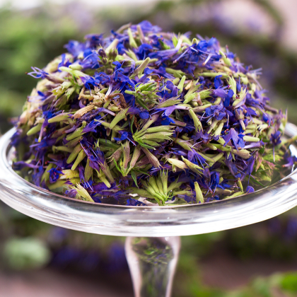 Иссоп, сбор 2025г. Монастырь Марии-Магдалины, Кубань