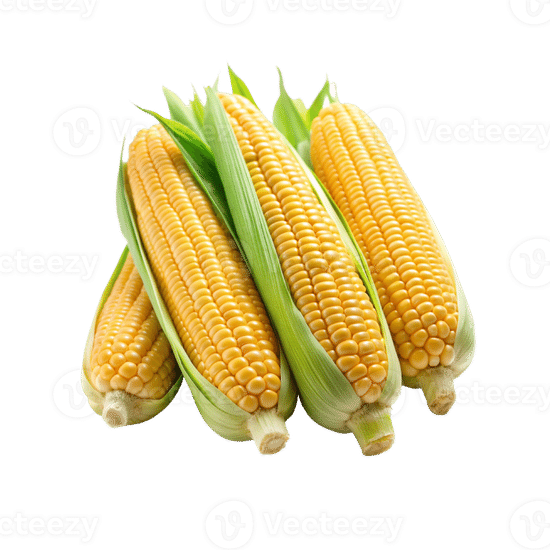 Кукуруза свежая