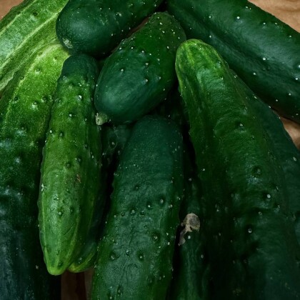 Огурцы зазуля